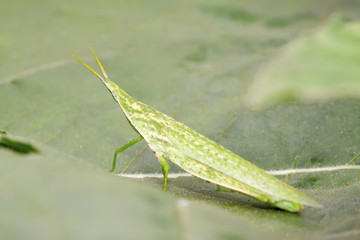locust