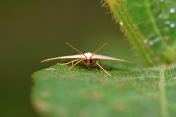 Moth insects