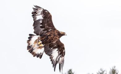 Landscape colour images of a golden eagle shown against a snow covered winter background.