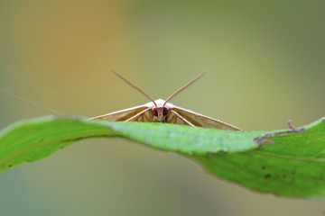 Moth insects