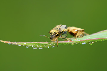 stinkbug mating on green leaf