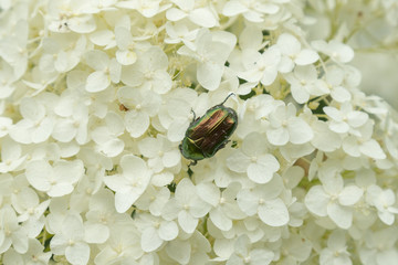 Green beetle on the petals white hydrangea For many species these beetles characteristic bright metallic color. Green beetle on white flower
