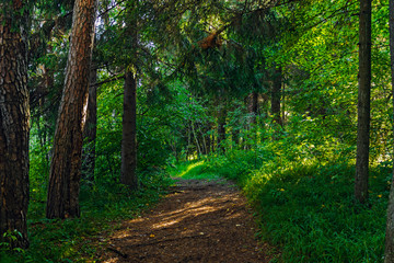 Obraz premium dirt road in the coniferous forest on a summer day