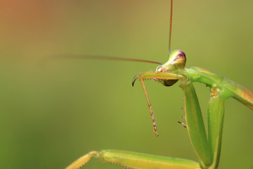 tenodera mantis