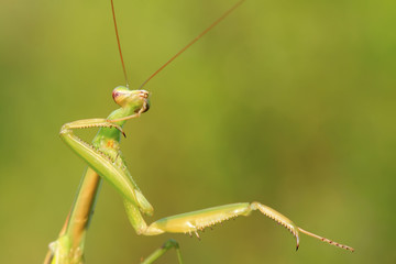 tenodera mantis