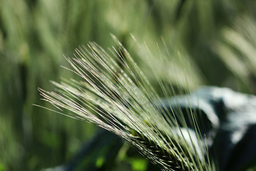 one spikelets of immature rye on the background of ripening green wheat in late July in summer.