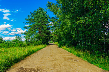 Fototapeta na wymiar dirt road in the forest on a sunny summer day