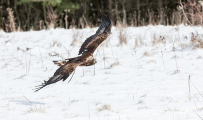 Landscape colour images of a golden eagle shown against a snow covered winter background.