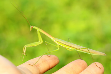 tenodera mantis