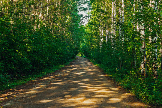 Fototapeta dirt road in the birch forest on a summer day