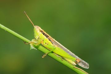 locusts on green leaf in the wild