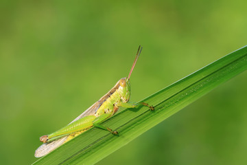 locusts on green leaf in the wild