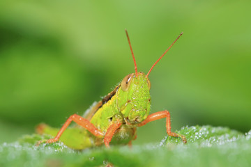 locusts on green leaf in the wild