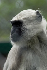 Hulman indischer Langur