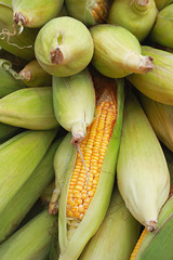 Sweet corn or Zea mays L. var. rugosa, Goa