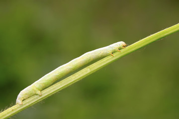 geometrid on green leaf in the wild