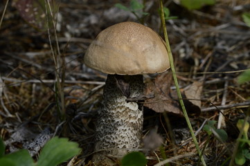  	Young birch mushroom grew up in the woods