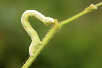 geometrid on green leaf in the wild