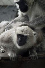 Hulman indischer Langur