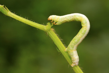 geometrid on green leaf in the wild
