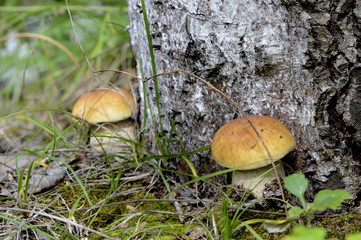 Young white mushrooms near the tree trunk