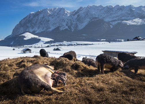 A Mangalitza pig mother suckles her Squeaker in a beautiful winter landscape