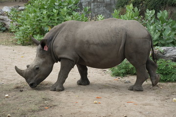 Obraz premium Rhinocerotidae