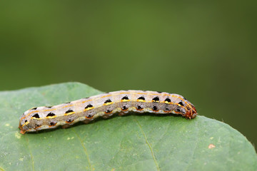 lepidoptera insects