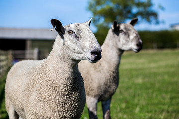 Two strong rams looking at camera in field