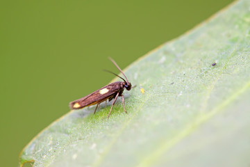 Moth insects