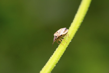 stinkbug on green leaf