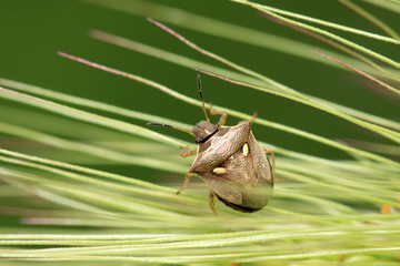 stinkbug on green leaf