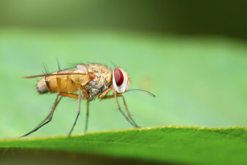 flies insects on the leaves