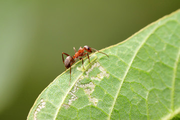 mercerized brown forest ants