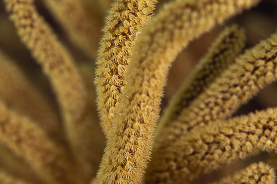 Macro image of coral, British Virgin Islands