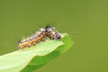 clostera anachoreta