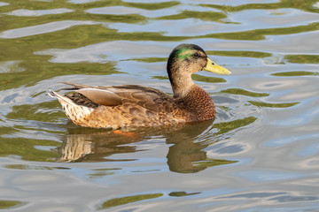 First year juvenile drake mallard duck with reflection swimming on a still lake in late summer