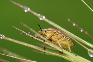 stinkbug on green leaf