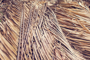 Dry coconut palm leaf texture background outdoor