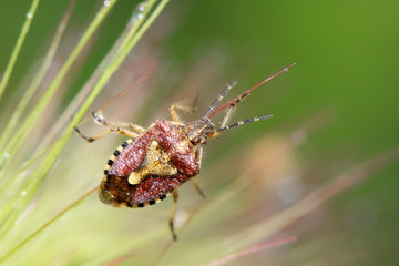 stinkbug on green leaf