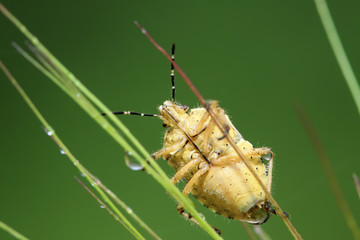 stinkbug on green leaf