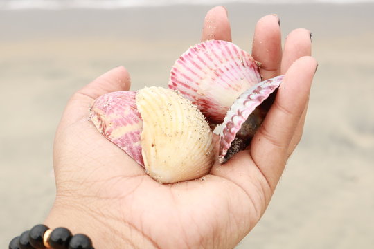 Caracoles de colores