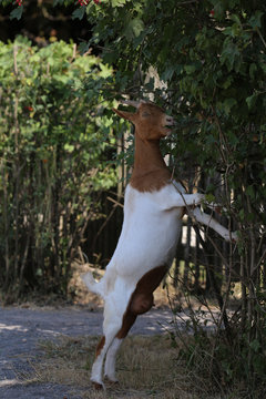 biquette espi&egrave;gle