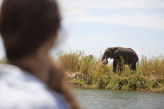 Tourist looking at elephant across river, Zambezi, Zambia