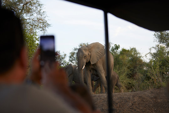 Tourist taking photograph of elephants, Zambezi, Zambia