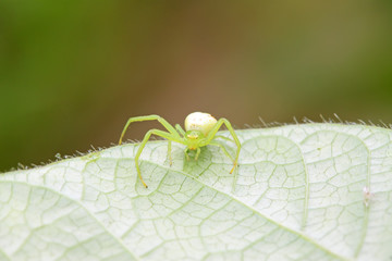 crab spider