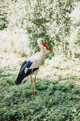 stork, big bird