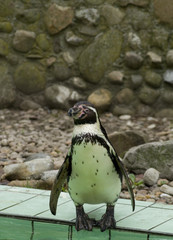 Pinguin