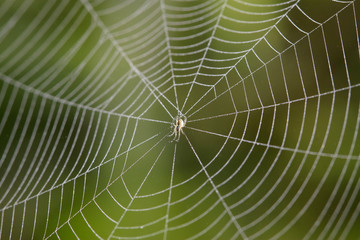 Spider web