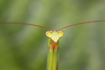 tenodera mantis